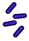 Streptomyces image